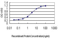 ZNF345 Antibody (clone 6G10)