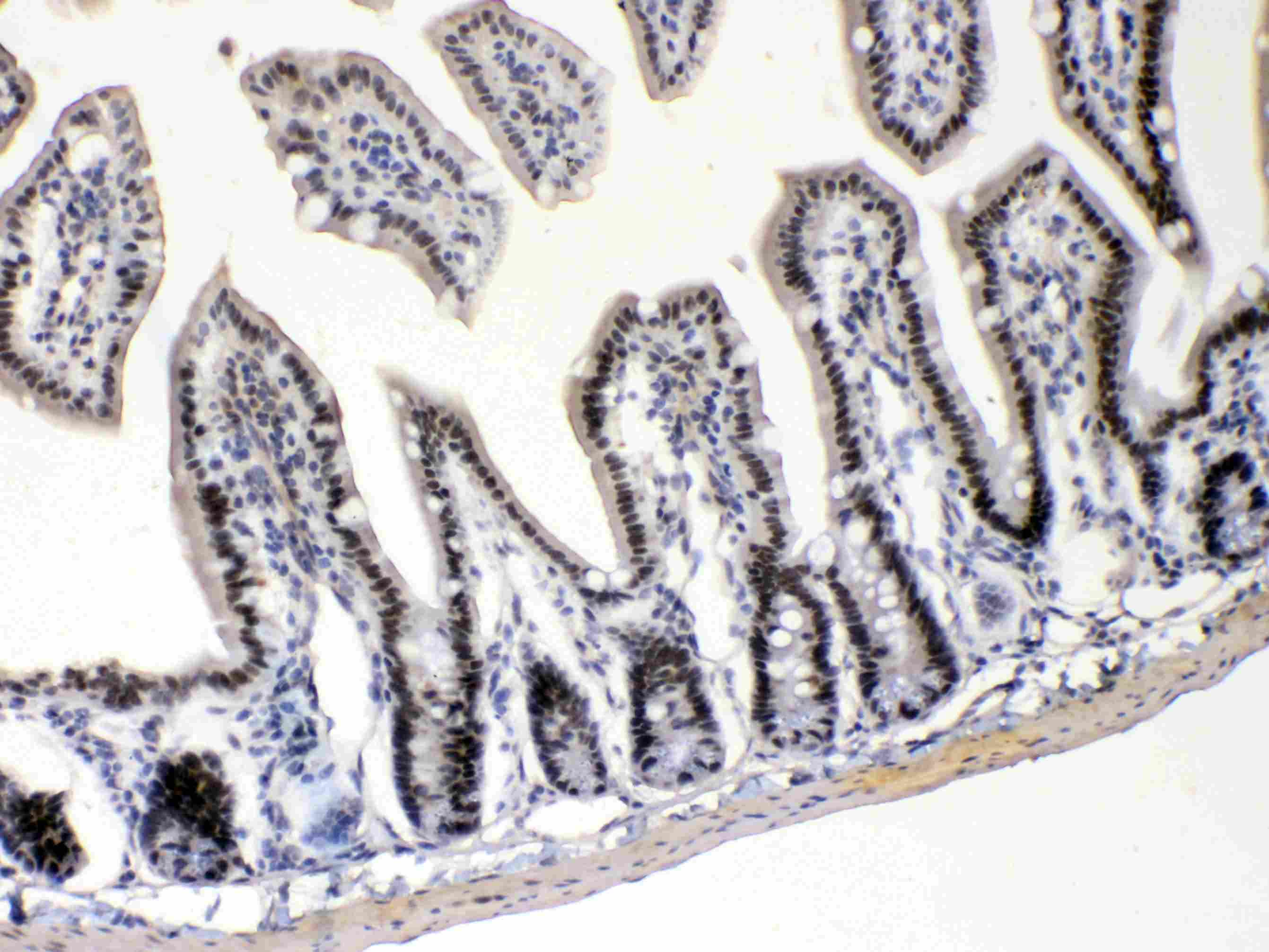 E2F4 Antibody