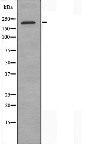 DENN / MADD Antibody