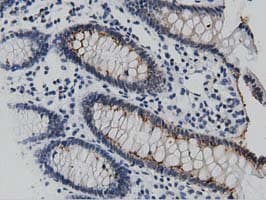DNAJA2 Antibody (clone OTI3A1)