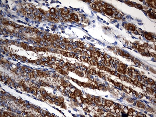 STBD1 Antibody (aa24-358, clone OTI2F1)