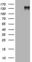 EGFR Antibody (aa900-1210, clone OTI1B6)