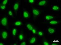 PAX6 Antibody (clone PAX5I326)
