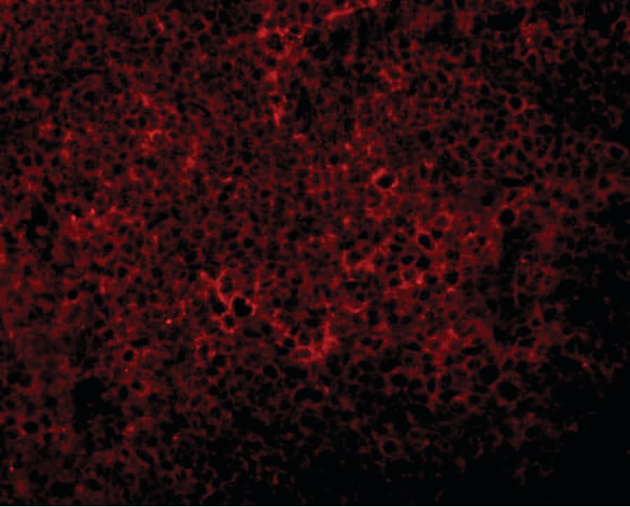 IHC-plus™ JMJD4 Antibody