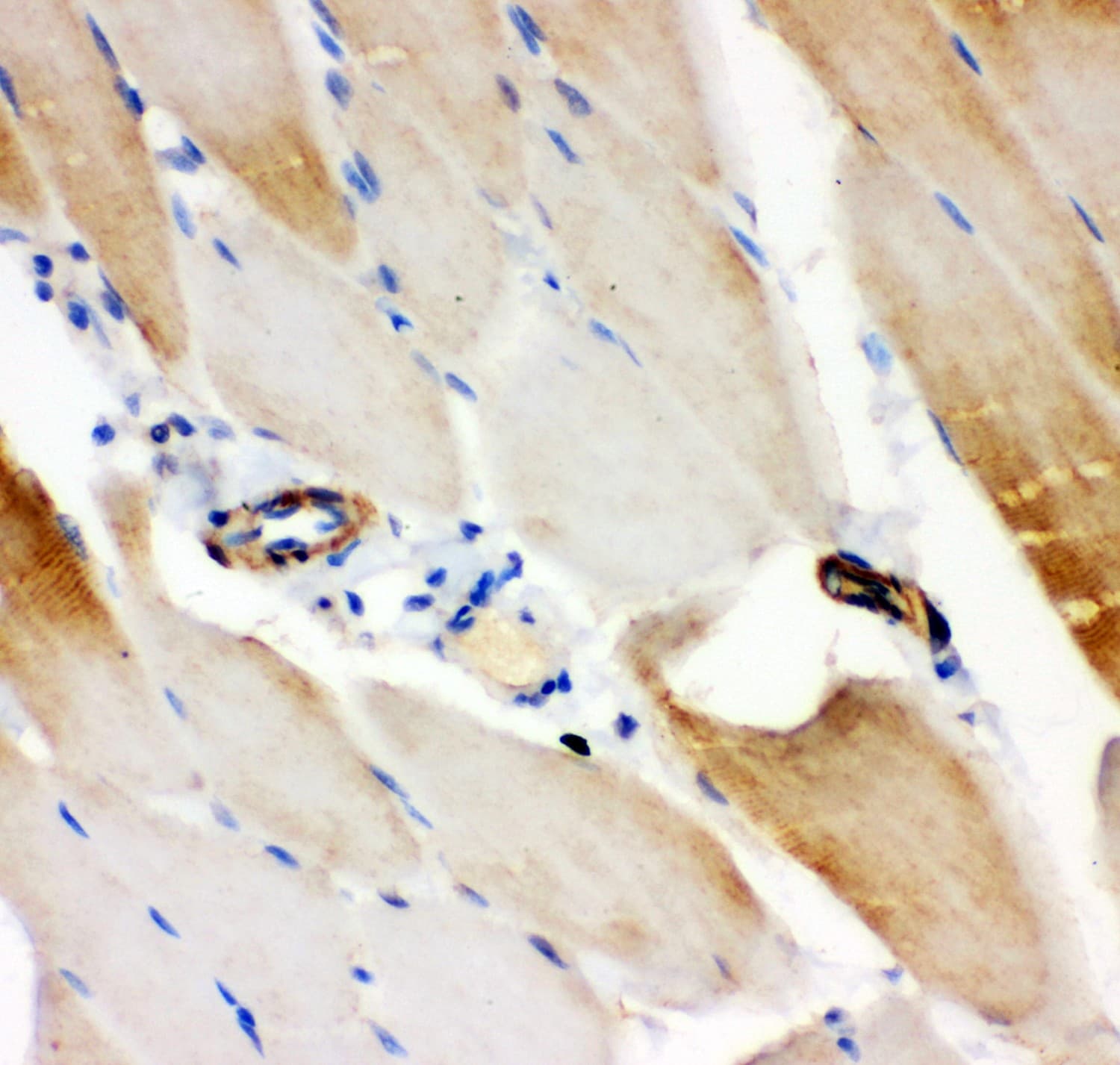 IRS1 Antibody (aa1041-1242)