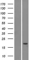 LY6G5C Protein (Over-Expression Lysate Myc-DDK (Flag))