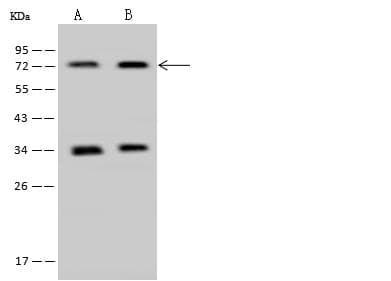 Polyclonal Rabbit anti-Human PAPSS 1 Antibody (IHC, IF, WB)