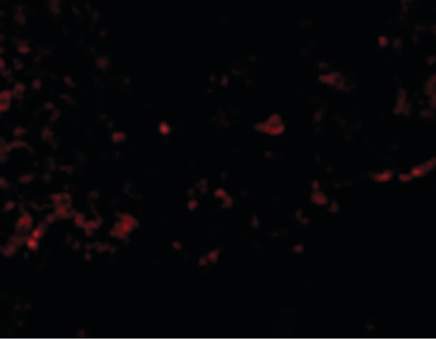 RSPO1 / RSPO Antibody