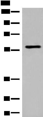 M1AP Antibody