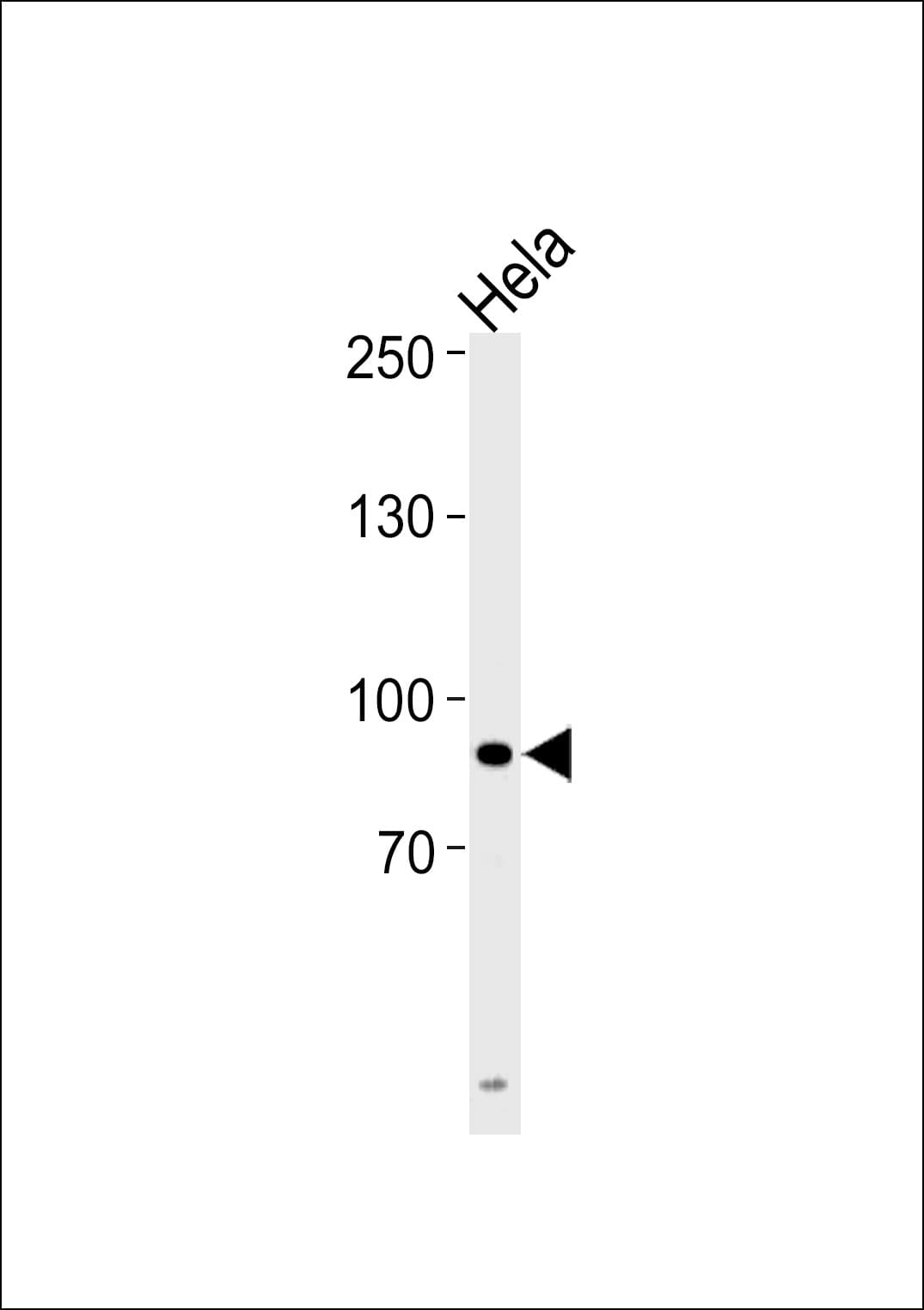 UHRF1 Antibody (aa229-257)
