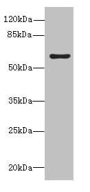 BLOM7 / KIAA0907 Antibody