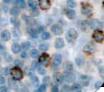 TIA-1 Antibody (clone TIA-1)