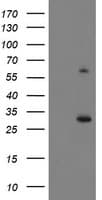 KCTD14 Antibody (clone OTI1A11)