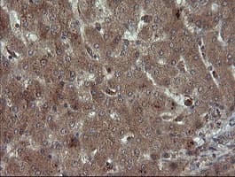 CPA2 Antibody (clone OTI3D8)
