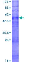 Human OR14J1 Protein (Recombinant GST)