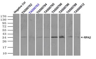 RPA2 / RFA2 / RPA34 Antibody (clone OTI9A1)