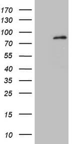MARK4 Antibody (aa390-467, clone OTI9B7)