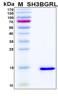 Human SH3BGRL Protein (Recombinant 6His, N-terminus)
