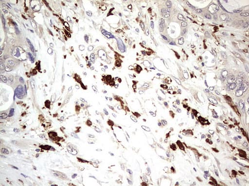 TRIM27 Antibody (clone OTI4D4)