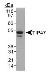 PLIN3 / M6PRBP1 / TIP47 Antibody (N-Terminus, DY488)