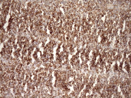 STOML2 Antibody (clone OTI1F5, Carrier-free)