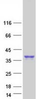 Human SLAMF8 Protein (Recombinant Myc-DDK (Flag))