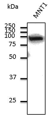 CTNNB1 / Beta Catenin Antibody (C-Terminus)