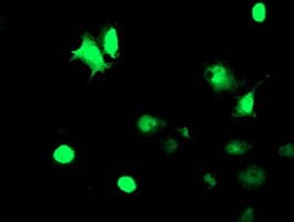 TAL1 Antibody (clone OTI5C4)