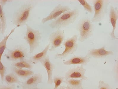 HIST1H3A Antibody