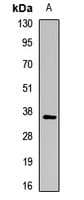 PathPlus™ CTSS / Cathepsin S Antibody