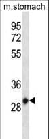 HOXC12 Antibody (aa70-98)