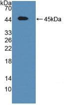 ATF6 Antibody (aa1-377)