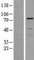 TIAL1 Protein (Over-Expression Lysate Myc-DDK (Flag))