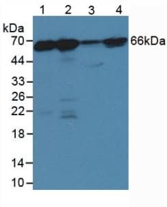 LMNB1 / Lamin B1 Antibody