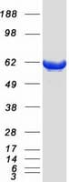 Human PDE1B Protein (Recombinant Myc-DDK (Flag))