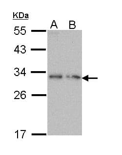 PDYN / ProDynorphin Antibody (aa1-196)
