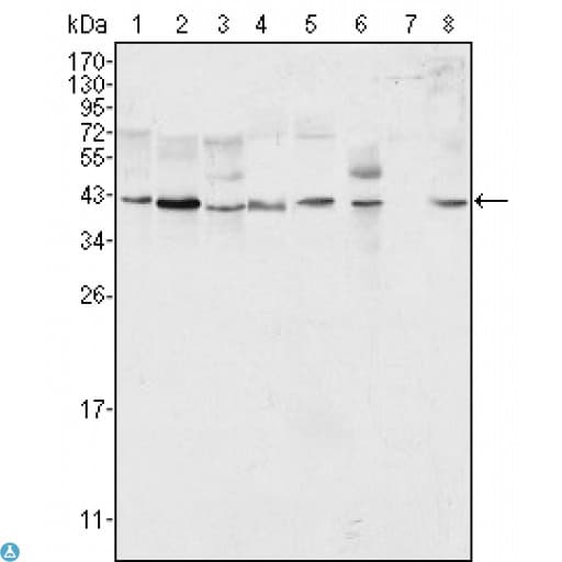 Monoclonal Mouse anti-Human MAPK1 / ERK2 Antibody (IHC, IF, WB)