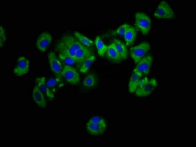 KIR2DL1 / CD158a Antibody
