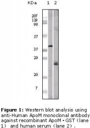 APOM / Apolipoprotein M Antibody (clone 10C3G5)