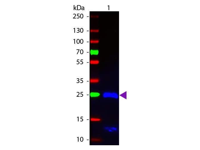 Goat Anti-Human IgG Fab'2 Secondary Antibody (FITC)