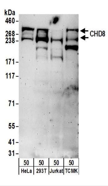 CHD8 Antibody (aa325-350)