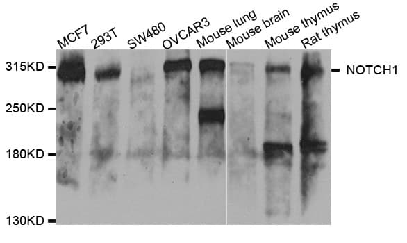 NOTCH1 Antibody