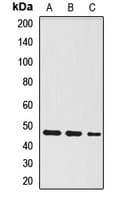 Polyclonal Rabbit anti-Human WSB1 Antibody (WB)