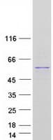 Human TP53 / p53 Protein (Recombinant Myc-DDK (Flag))