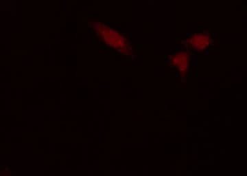 RAP1GAP Antibody