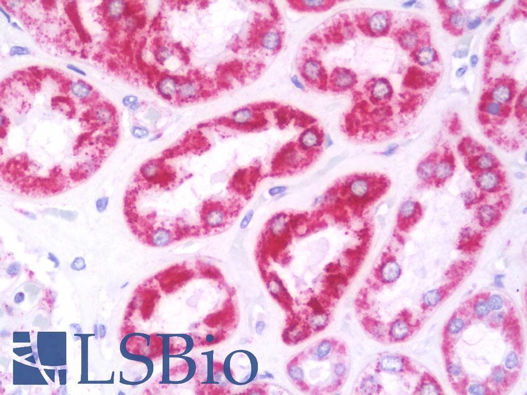 IHC-plus™ AK4 / Adenylate Kinase 4 Antibody (aa1-209)