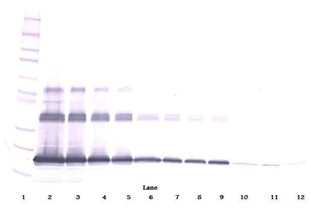 TNFSF11 / RANKL / TRANCE Antibody (Biotin)