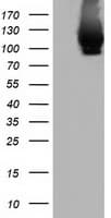 Monoclonal Mouse anti-Human MICAL1 / MICAL Antibody (clone OTI6C7, Carrier-free, IF, WB)
