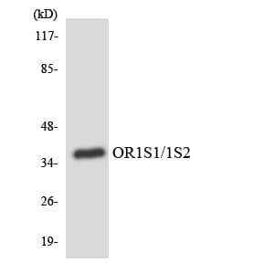 Polyclonal Rabbit anti-Human OR1S1+2 Antibody (aa225-274, WB)