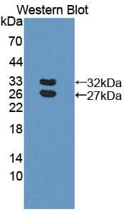 BCAM / CD239 Antibody (aa32-257)
